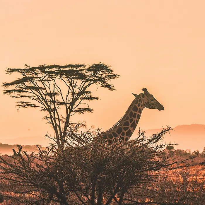 Destino África, Viajes de Miel, especialistas en viaje de novios y luna de miel, viajes a medida