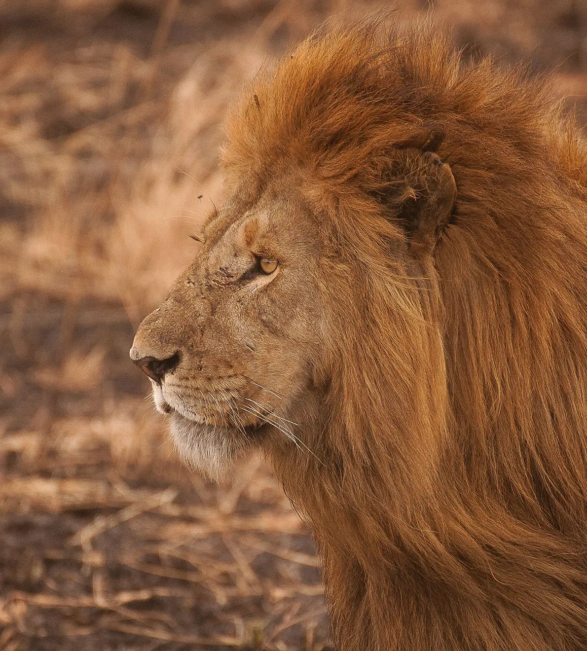 Viaje a África