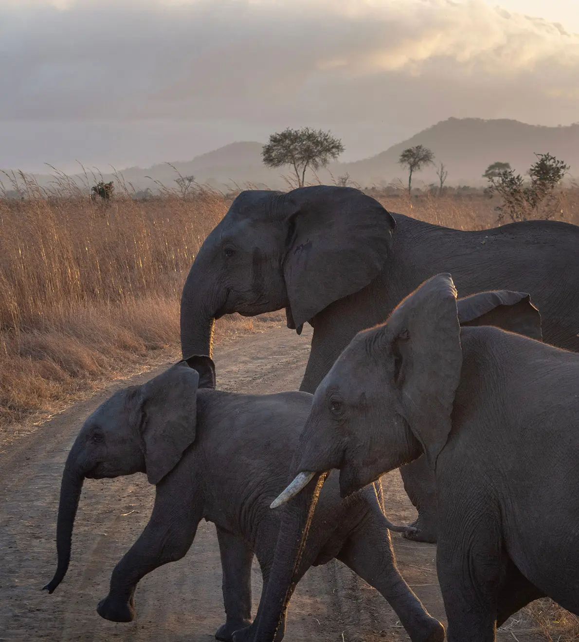 Viaje a África