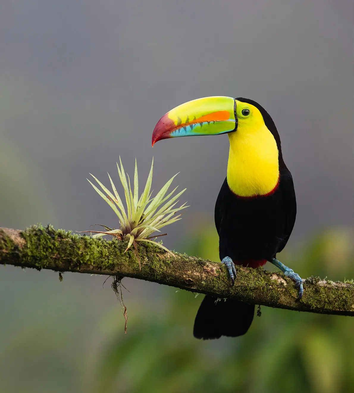 Costa Rica: Paraíso de biodiversidad