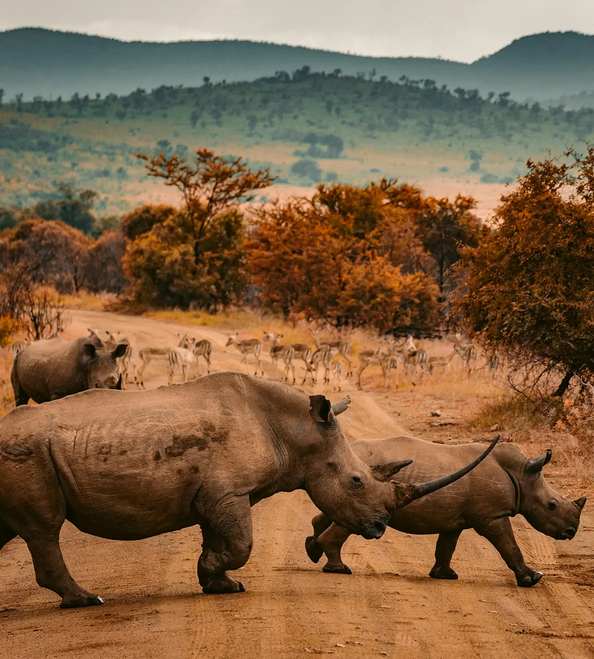 Viaje a Sudafrica