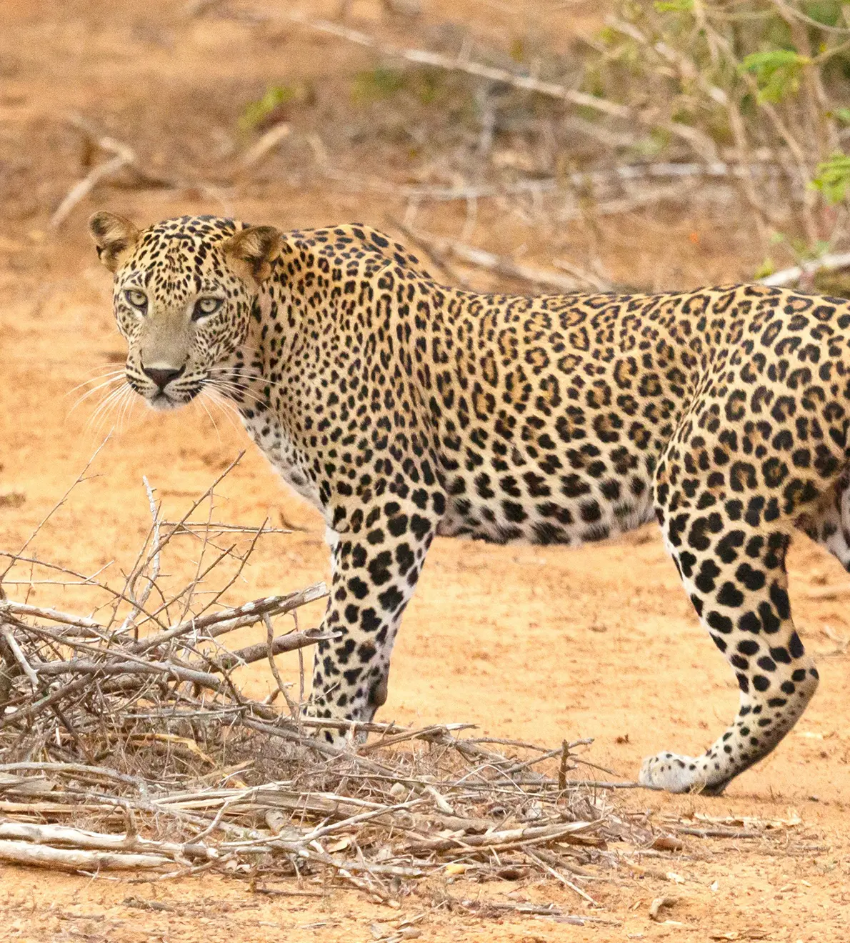 Sri Lanka: Cultura, naturaleza y aventura