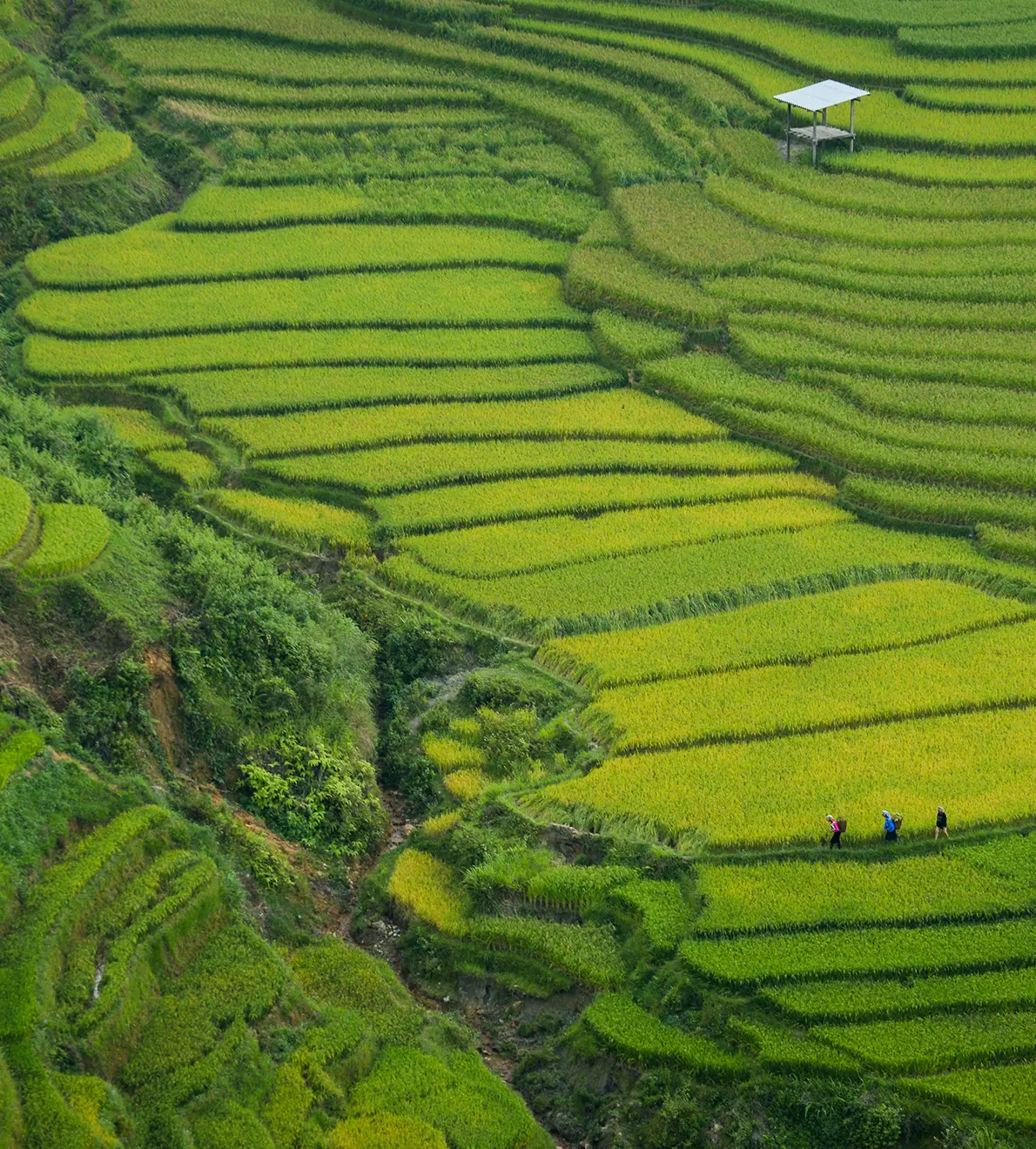Vietnam y Camboya: Tesoros del Sudeste Asiático