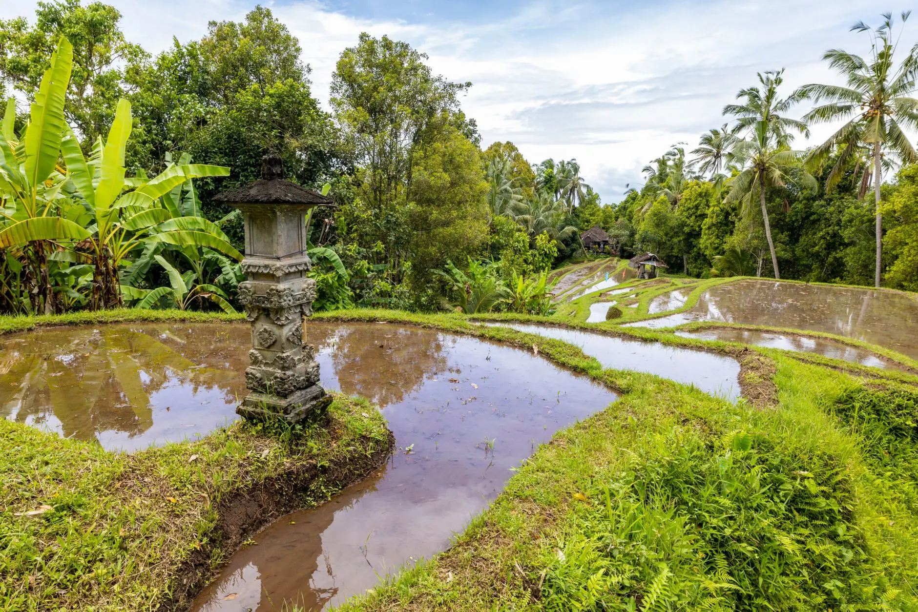 Arrozales en terrazas de Bali entre palmeras