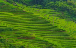 Arrozales verdes en terrazas de Vietnam Arrozales verdes en terrazas de Vietnam