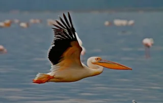 Aves en el lago Nakuru, Kenia