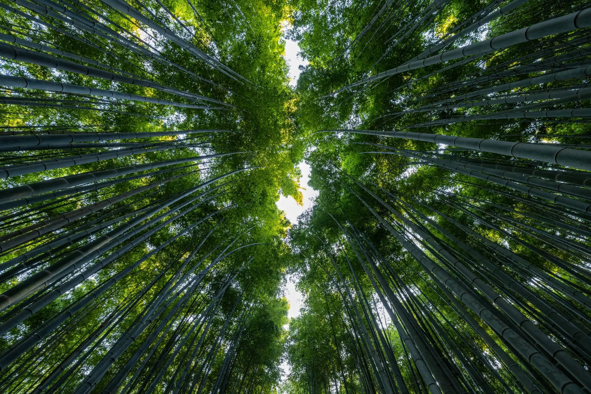 Bosque de bambú de Arashiyama en Kioto