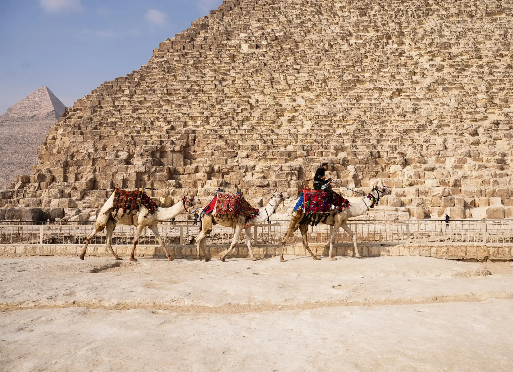 Camellos ante las pirámides de Giza