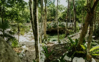 Cenote de aguas cristalinas en la selva de Yucatán Cenote de aguas cristalinas en la selva de Yucatán