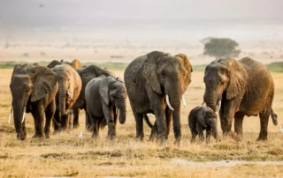 Elefantes en Amboseli con el Kilimanjaro Elefantes en Amboseli con el Kilimanjaro
