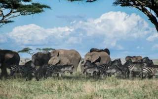 Elefantes en la sabana africana