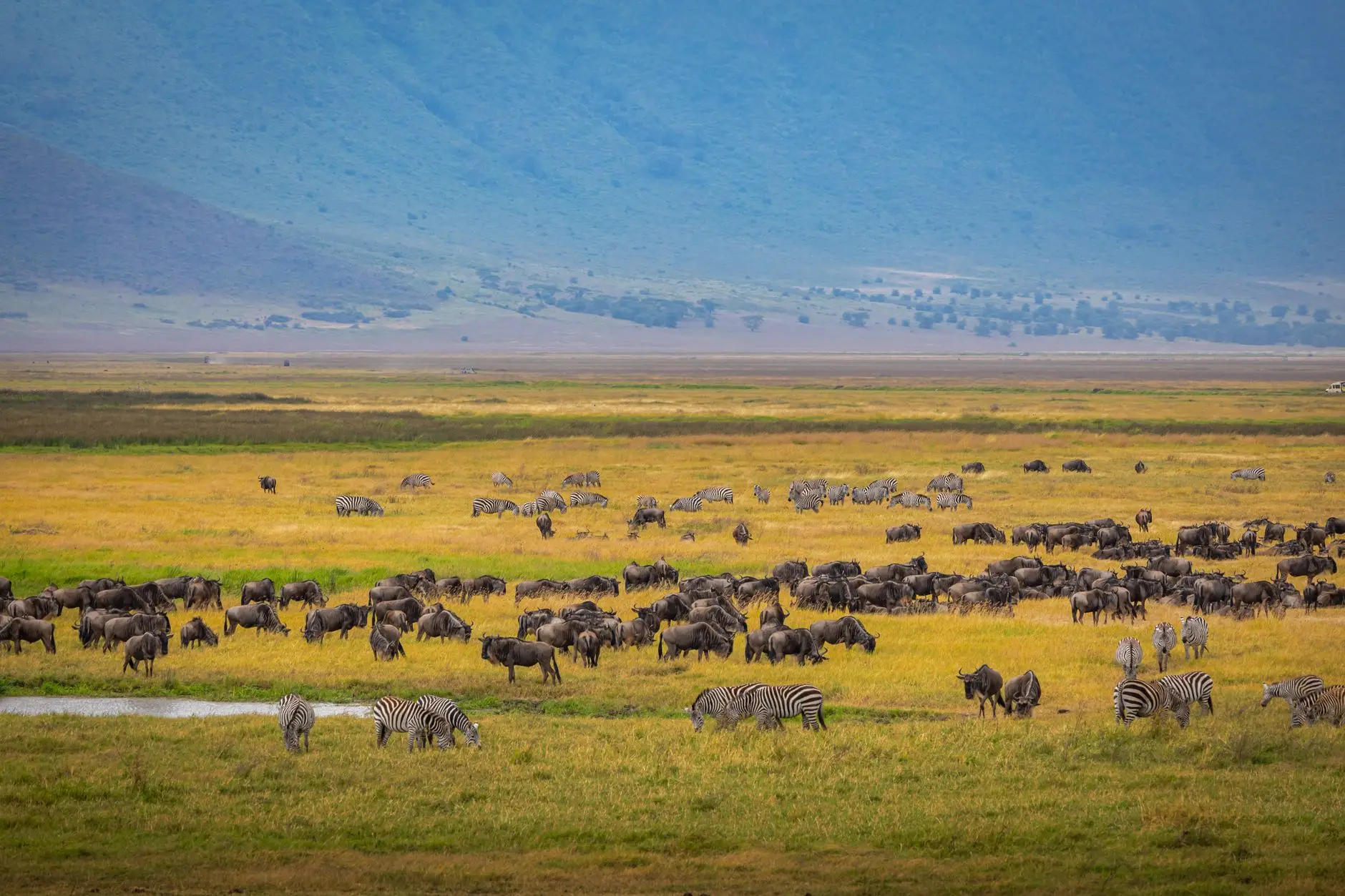 Fauna en el cráter del Ngorongoro