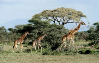 Jirafas en la sabana de Tanzania Jirafas en la sabana de Tanzania
