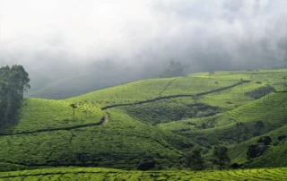 Kerala: la India verde y sus playas – 10 días