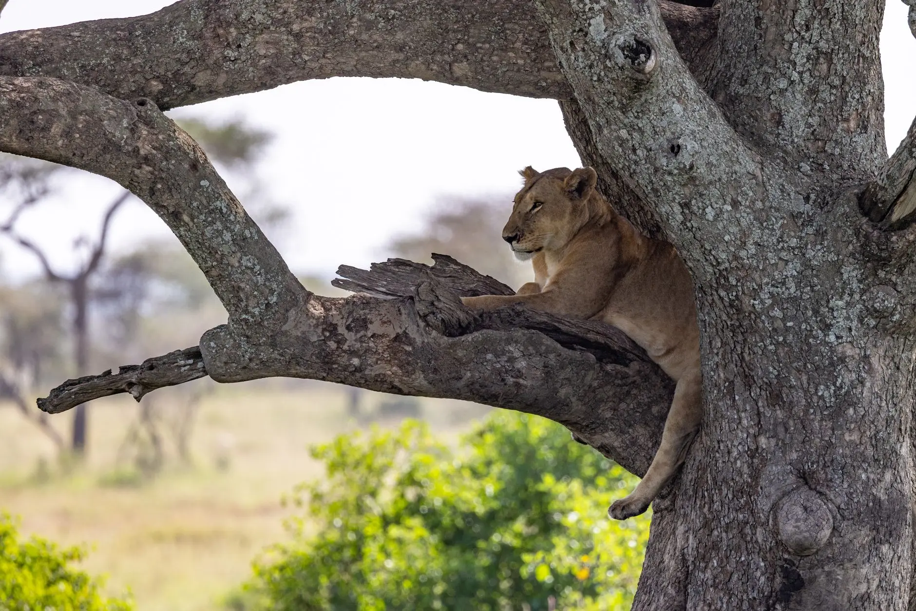 Leona sobre un árbol en el Serengeti