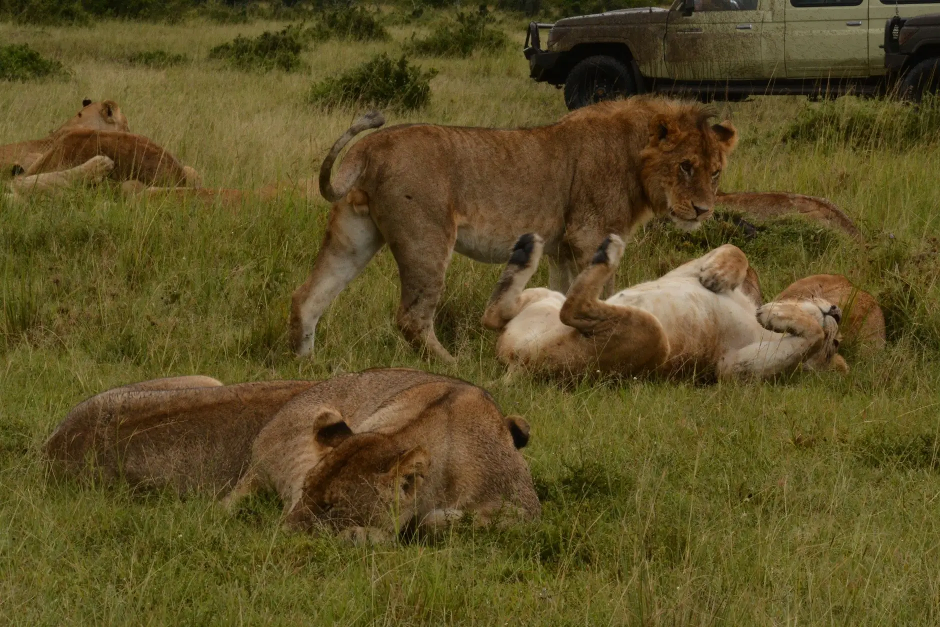 Leones en la sabana de Masai Mara