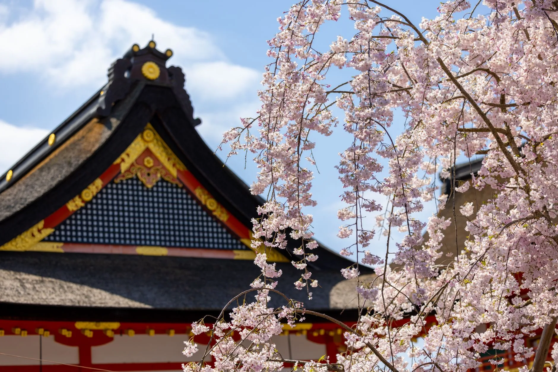 Cerezos en flor junto a un templo japones en primavera