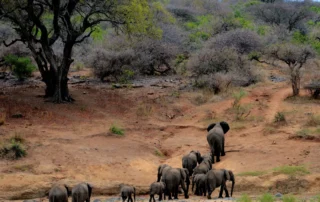 Manada de elefantes en un safari de Sudáfrica Manada de elefantes en un safari de Sudáfrica