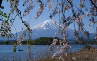 Monte Fuji entre cerezos en flor