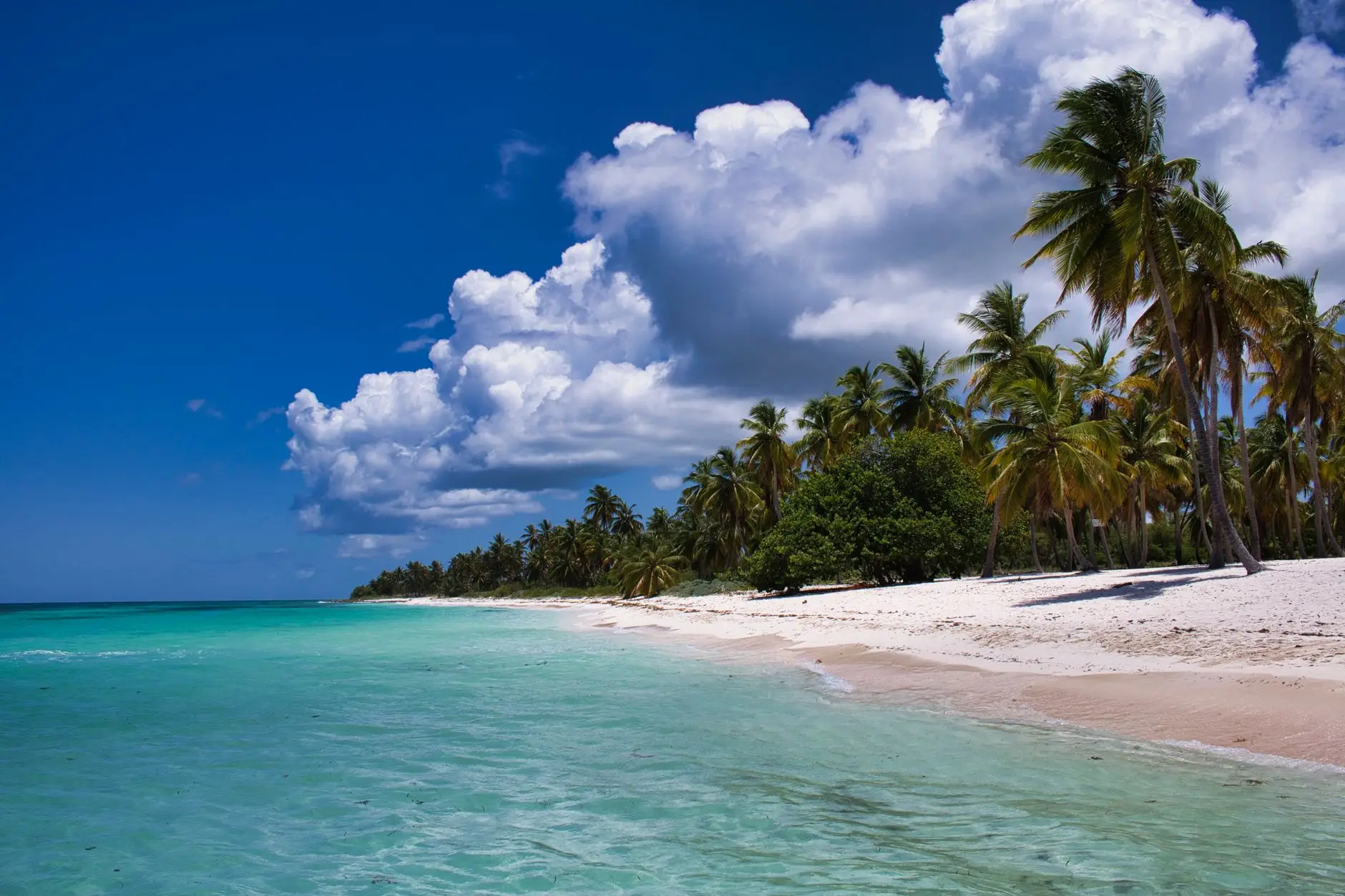 Playa con palmeras en República Dominicana