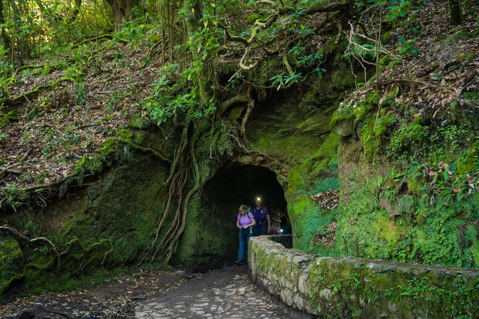 Sendero junto a una levada entre el bosque de laurisilva de Madeira