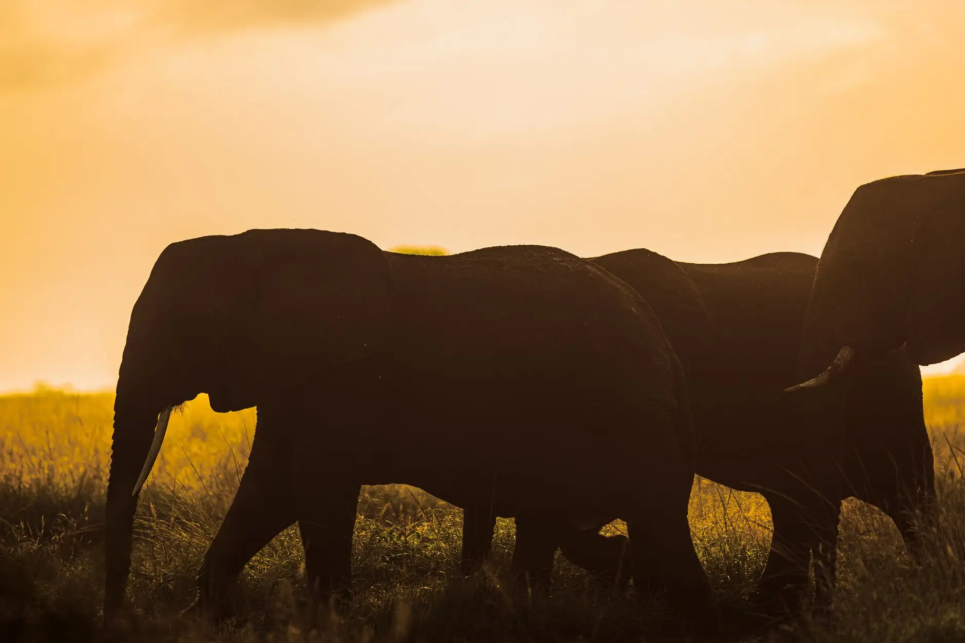 Siluetas de elefantes caminando por la sabana africana al atardecer