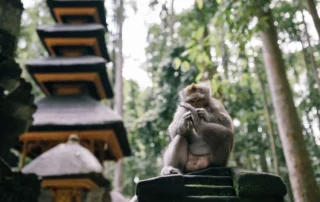 Templo balinés en la jungla de Ubud
