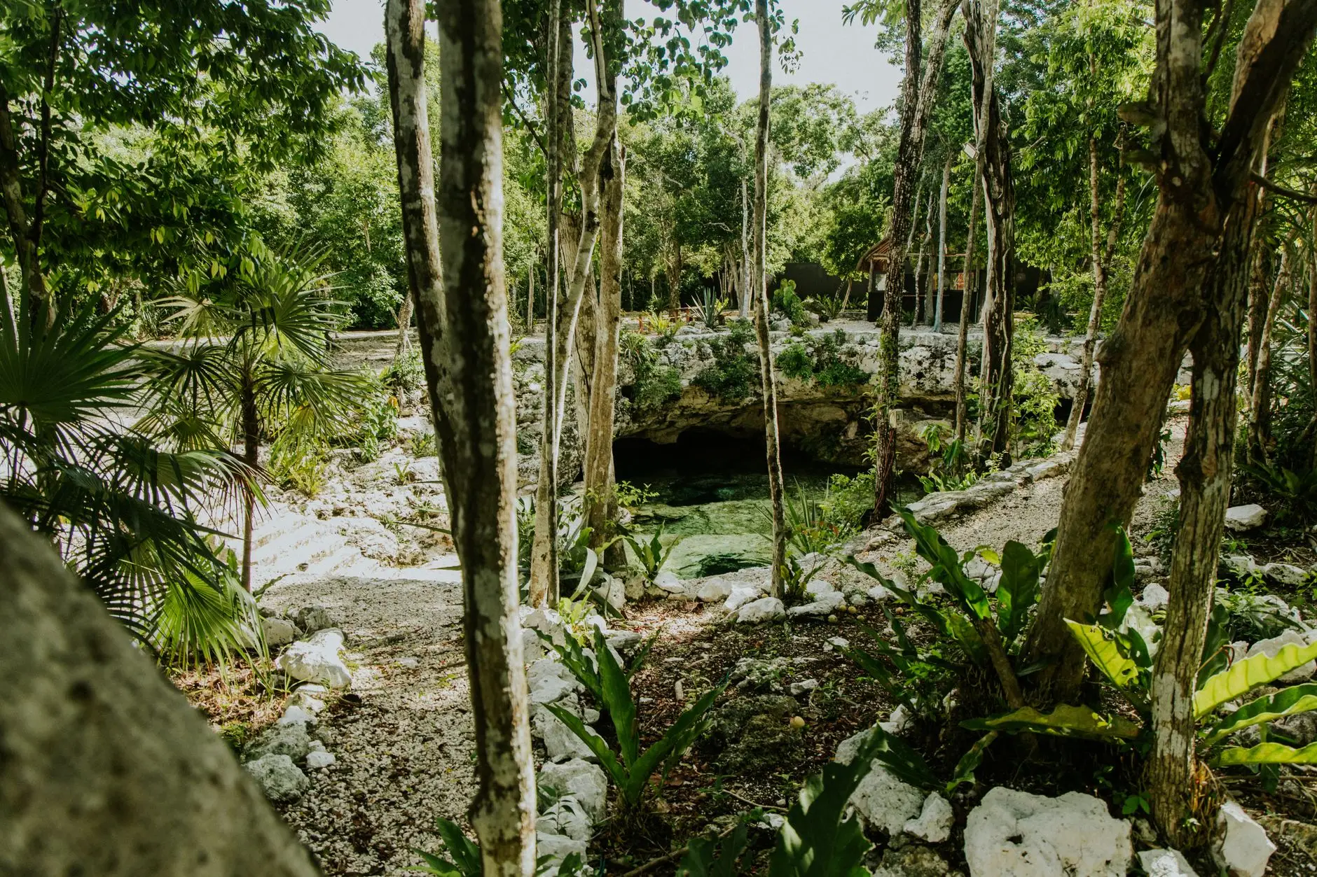 Cenote de agua turquesa rodeado de selva en Yucatán, México