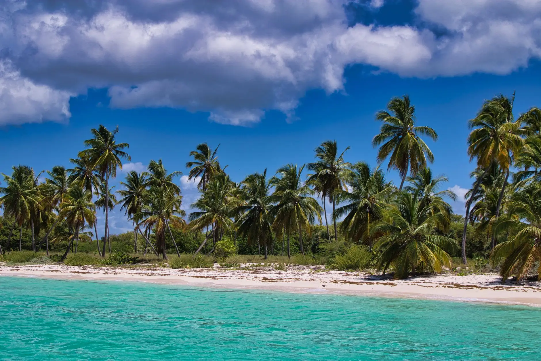 Playa de arena blanca y palmeras sobre agua turquesa en el Caribe