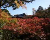 Templo de Kioto rodeado de arces rojos en otoño