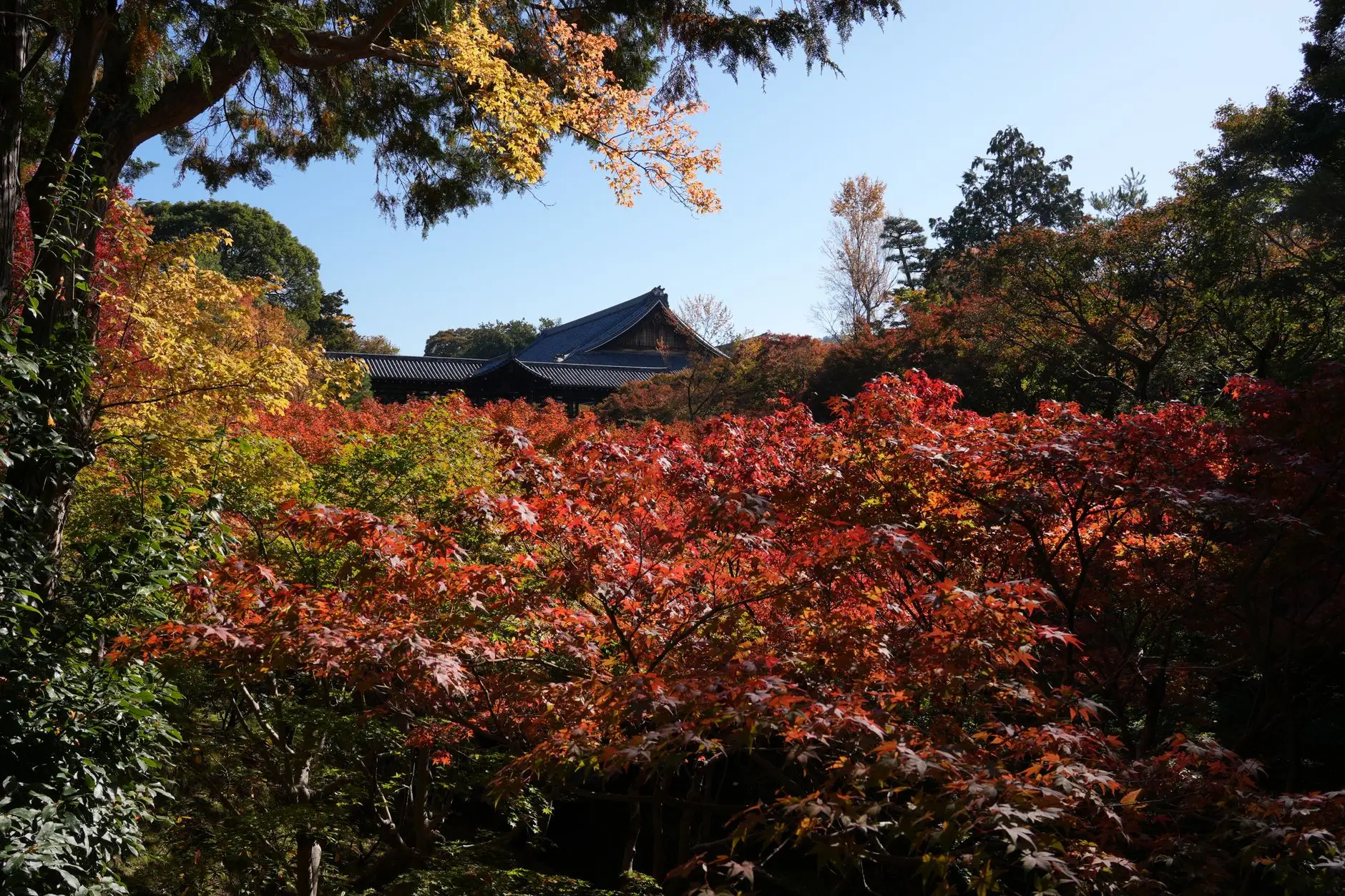 Templo de Kioto rodeado de arces rojos en otoño