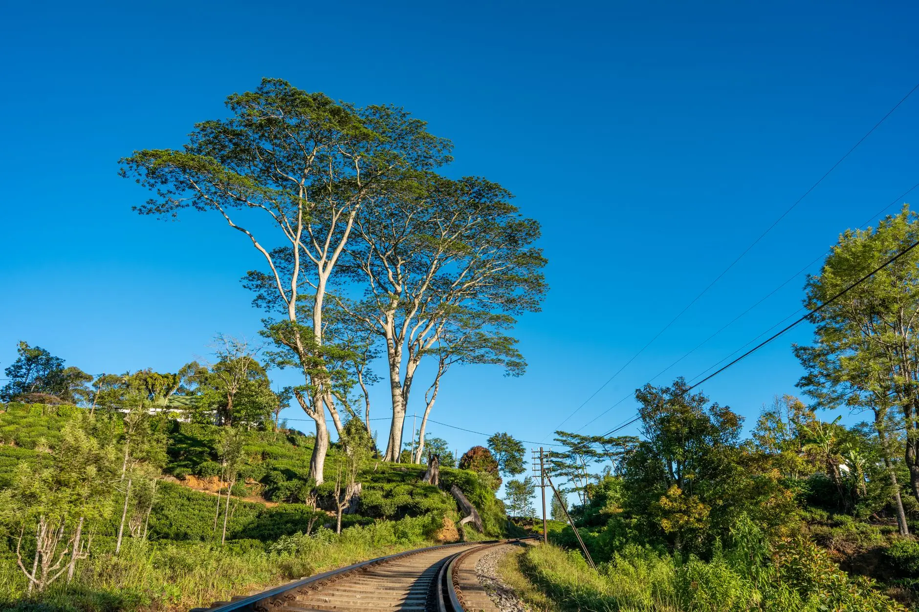 Tren atravesando plantaciones de té verdes en las montañas de Sri Lanka