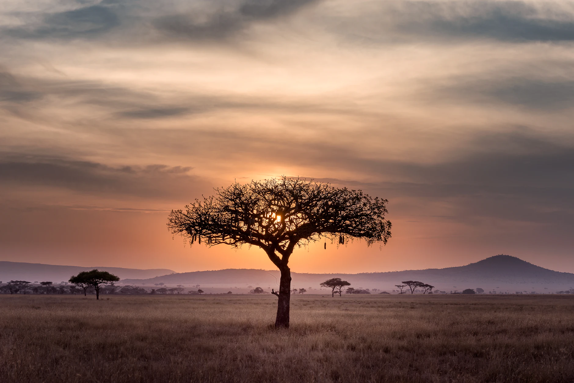 Acacia solitaria al atardecer en el Serengeti, Tanzania Acacia solitaria en la sabana del Serengeti, en Tanzania, bajo un cielo de atardecer
