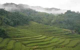 Arroz-soro terrazadunez betetako mendi-hegal berde bizia lainopean, Vietnam iparraldeko mendietan