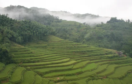 Arroz-soro terrazadunez betetako mendi-hegal berde bizia lainopean, Vietnam iparraldeko mendietan