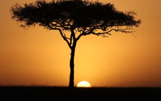 Akazia eguzki sartzearen kontra Masai Maran Akazia bakarti baten silueta ilunabarrean, eguzki urrekararekin, Masai Maran, Kenya
