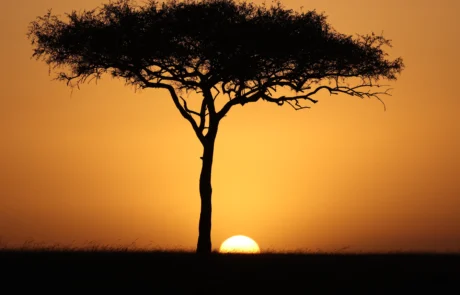 Akazia eguzki sartzearen kontra Masai Maran Akazia bakarti baten silueta ilunabarrean, eguzki urrekararekin, Masai Maran, Kenya