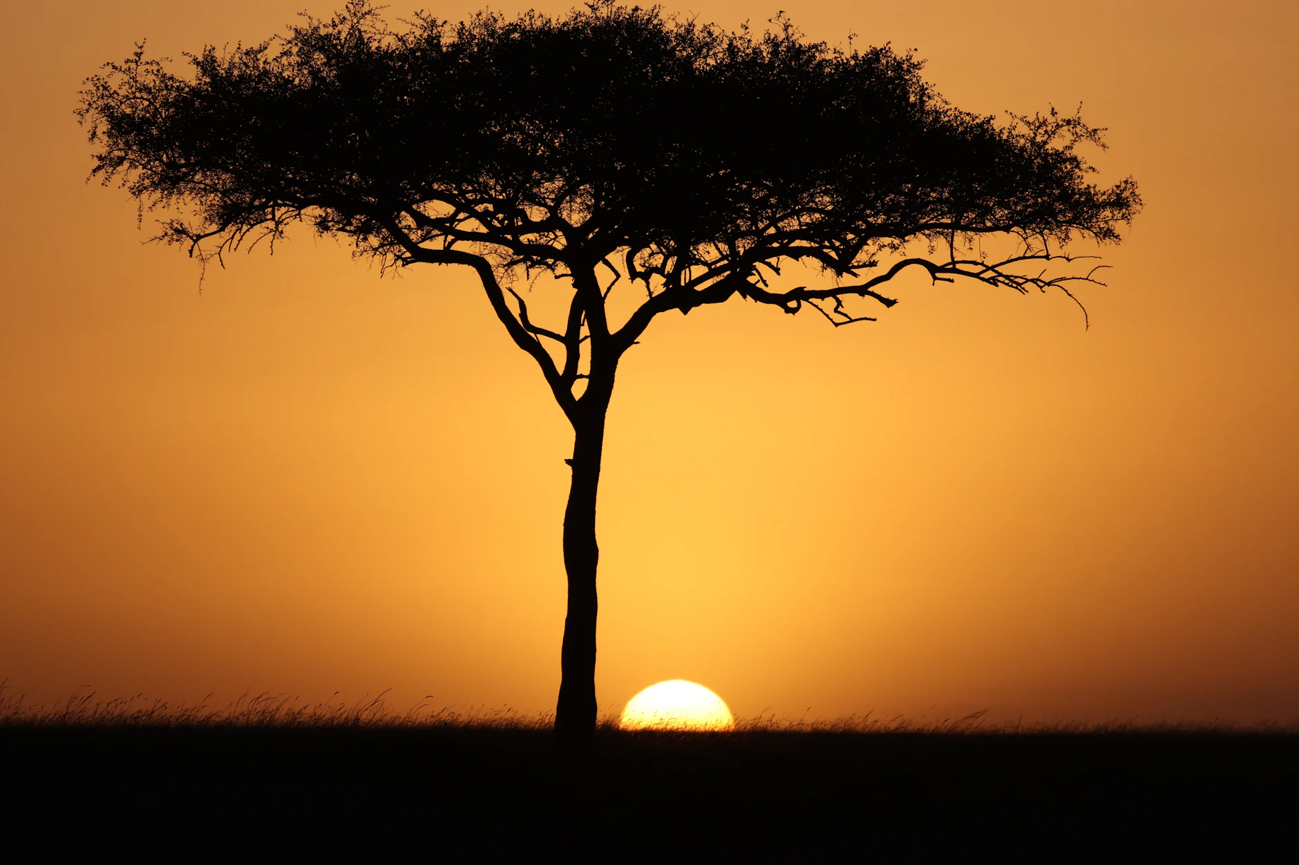 Acacia recortada contra el sol poniente en Masai Mara Silueta de una acacia solitaria al atardecer con el sol dorado en Masai Mara, Kenia