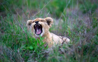 Lehoi-kumea aharrausika belar berdearen artean, Sabi Sands erreserbako safari batean, Hegoafrika