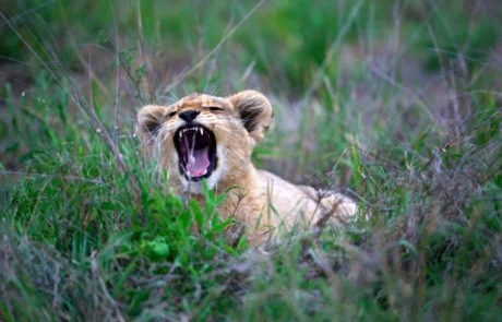 Lehoi-kumea aharrausika belar berdearen artean, Sabi Sands erreserbako safari batean, Hegoafrika