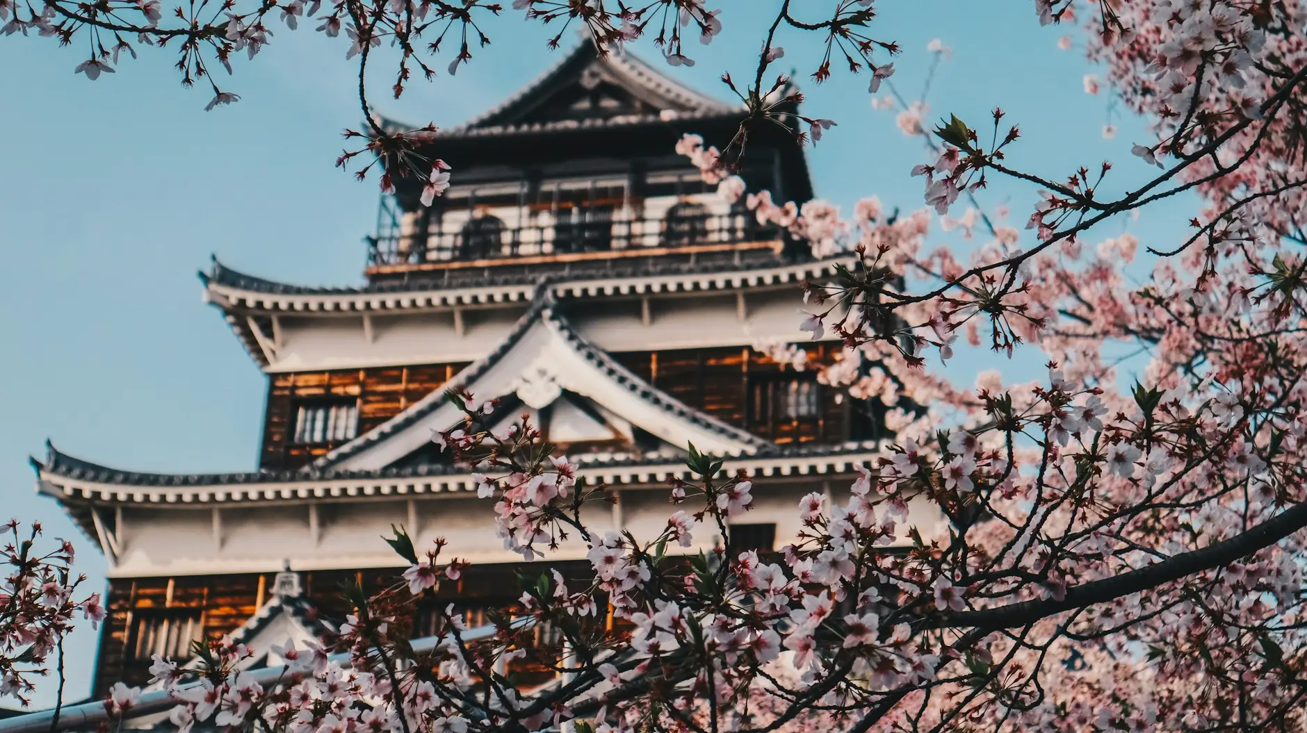 Cerezos en flor delante del castillo de Hiroshima, en Japón