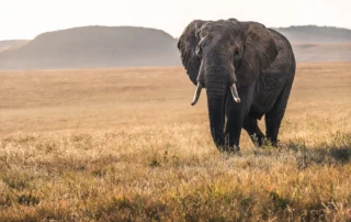 Elefante afrikarra Kenyako sabanan egunsentian Elefante bat Kenyako sabana urrekaran zehar ibiltzen, egunsentiko argi leunarekin