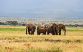 Elefante-taldea Amboselin Kilimanjaroren aurrean Elefante-taldea Amboseliko lautadetan bazkatzen, Kilimanjaro atzean