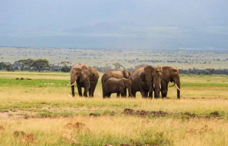 Elefante-taldea Amboselin Kilimanjaroren aurrean Elefante-taldea Amboseliko lautadetan bazkatzen, Kilimanjaro atzean