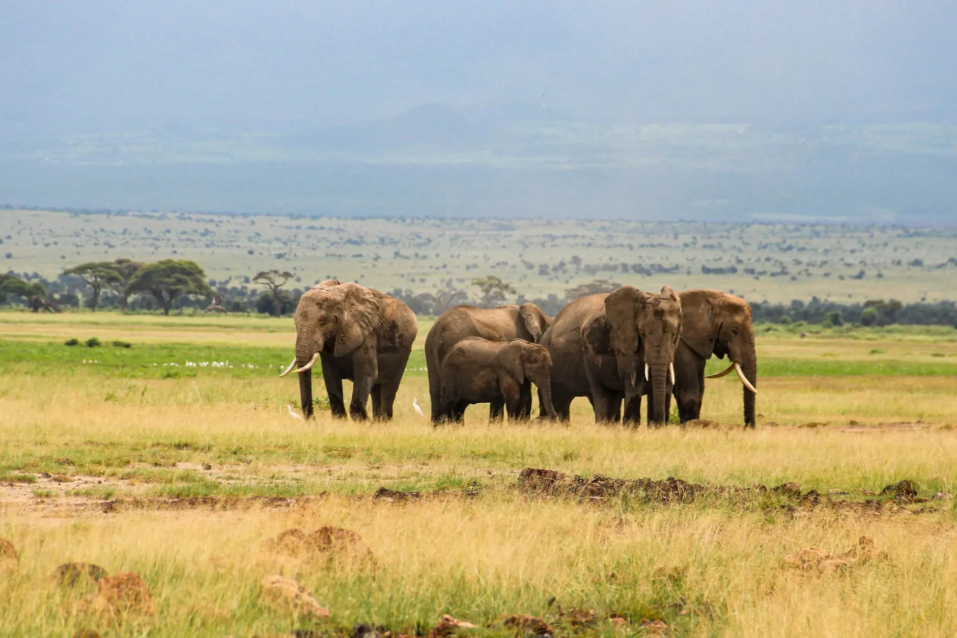 Manada de elefantes en Amboseli ante el Kilimanjaro Manada de elefantes pastando en las llanuras de Amboseli con el Kilimanjaro al fondo