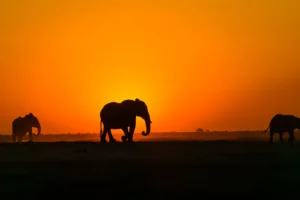 Siluetas de elefantes africanos caminando por la sabana bajo un cielo naranja al atardecer en safari