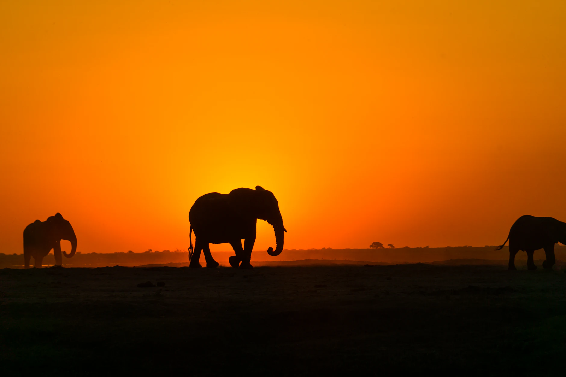 Siluetas de elefantes africanos caminando por la sabana bajo un cielo naranja al atardecer en safari