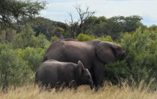 Elefante afrikarra bere kumearekin zuhaixka berdeen artean jaten, Kruger parke nazionalean, Hegoafrika