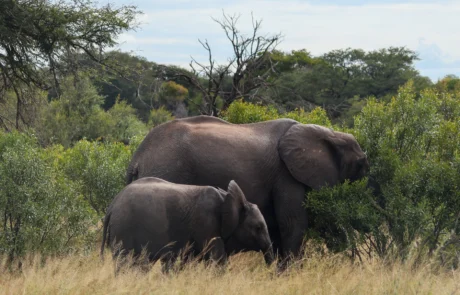 Elefante afrikarra bere kumearekin zuhaixka berdeen artean jaten, Kruger parke nazionalean, Hegoafrika