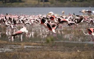 Flamenko-saldoa hegan hasten Nakuru lakuan Ehunka flamenko arrosa hegan hasten Nakuru lakuko uren gainean, Kenya
